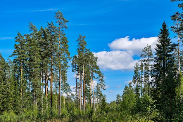 Paesaggio forestale con alberi ad alto fusto sullo sfondo del cielo azzurro con nuvole bianche