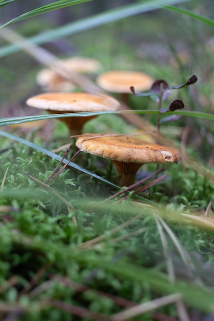 paesaggio forestale con funghi e muschio