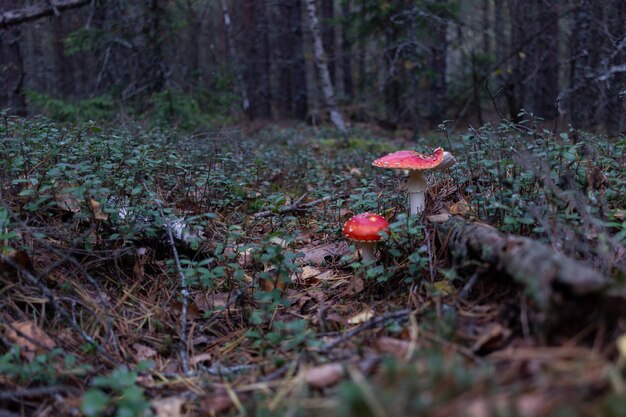 paesaggio forestale con funghi e muschio