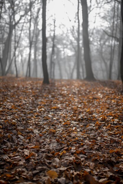 Paesaggio forestale con nebbia e fogliame nella stagione autunnale