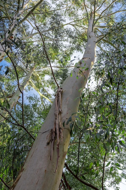 Paesaggio forestale con vista dal basso dell'eucalipto australiano