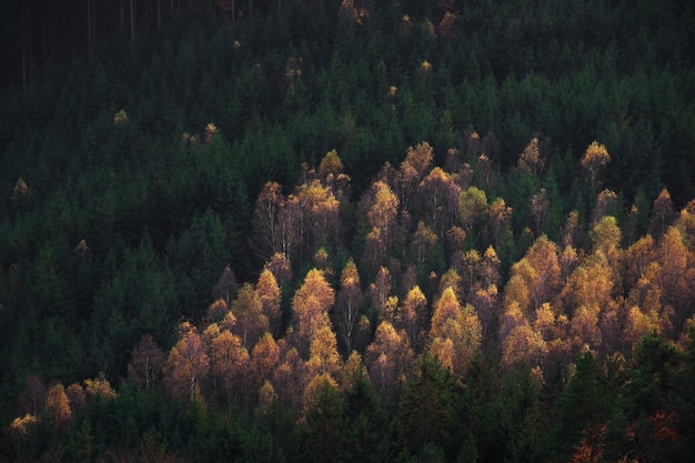 Paesaggio forestale del parco nazionale della Svizzera boema Dettaglio degli alberi Porta Pravcicka Repubblica Ceca