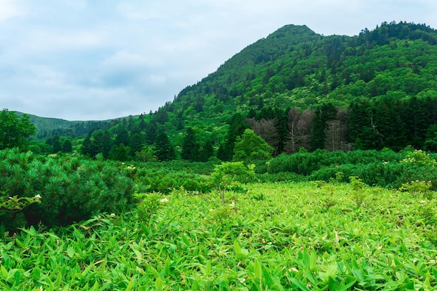 Paesaggio forestale della foresta di montagna dell'isola di Kunashir con alberi curvi e boschetti di bambù