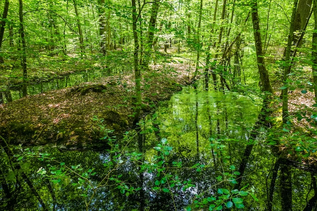 Paesaggio forestale di Fontainebleau, Francia