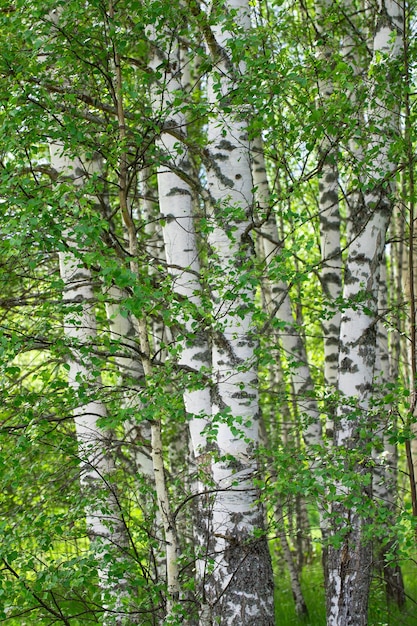 paesaggio forestale estivo con betulle e prato giornata di sole