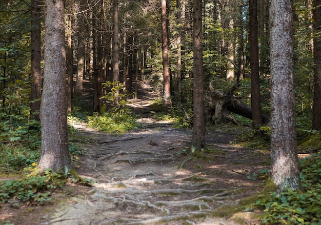 Paesaggio forestale estivo con tempo soleggiato - alberi e sentiero stretto illuminato da una morbida luce solare.