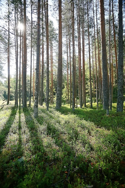 paesaggio forestale estivo