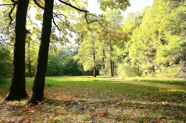 paesaggio forestale estivo