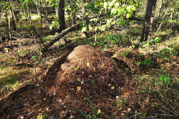 Paesaggio forestale. Grande formicaio su uno sfondo di erba verde e alberi. Ombra dagli alberi a terra.