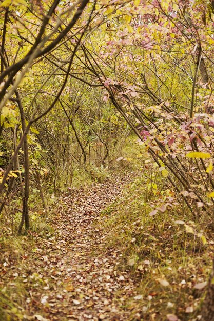 Paesaggio forestale in autunno caldo