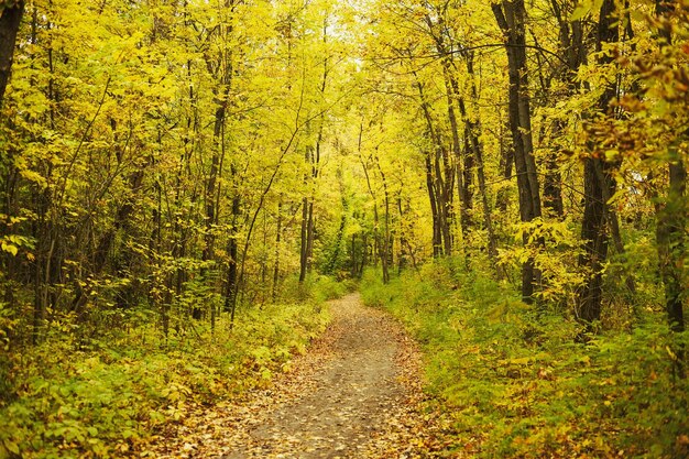 Paesaggio forestale in autunno caldo