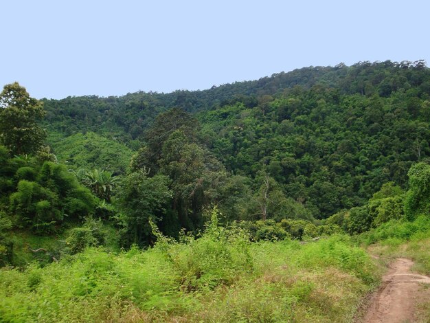 paesaggio forestale in Laos