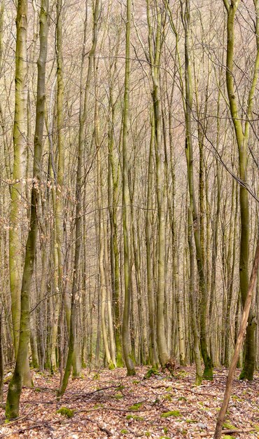 paesaggio forestale in primavera