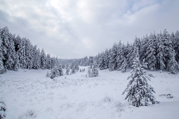 Paesaggio forestale innevato