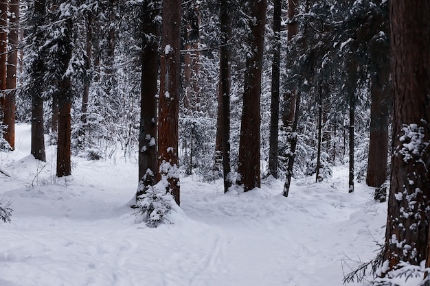 Paesaggio forestale invernale. Alberi ad alto fusto sotto il manto nevoso. Giornata gelida di gennaio nel parco.