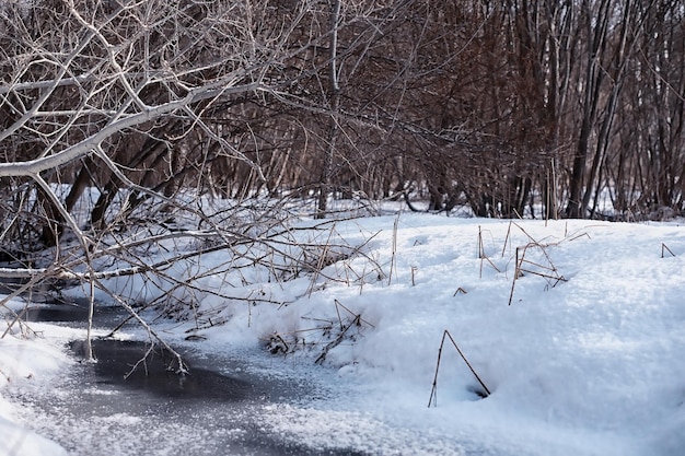 Paesaggio forestale invernale. Alberi ad alto fusto sotto il manto nevoso. Giornata gelida di gennaio nel parco.