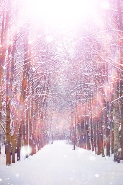 Paesaggio forestale invernale. Alberi ad alto fusto sotto il manto nevoso. Giornata gelida di gennaio nel parco.