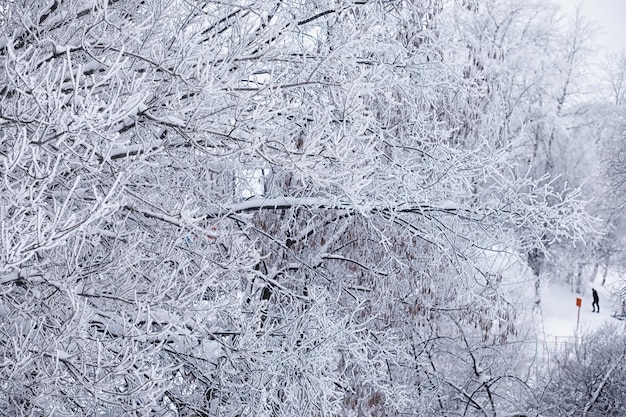 Paesaggio forestale invernale. Alberi ad alto fusto sotto il manto nevoso. Giornata gelida di gennaio nel parco.