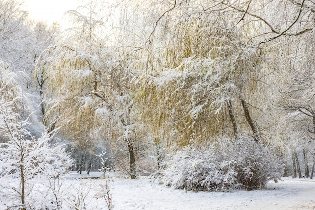 Paesaggio forestale invernale Alberi sotto uno spesso strato di neve. Russia, Mosca, parco Sokolniki