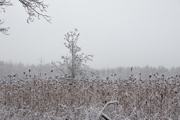 paesaggio forestale invernale con alberi e alberi innevati