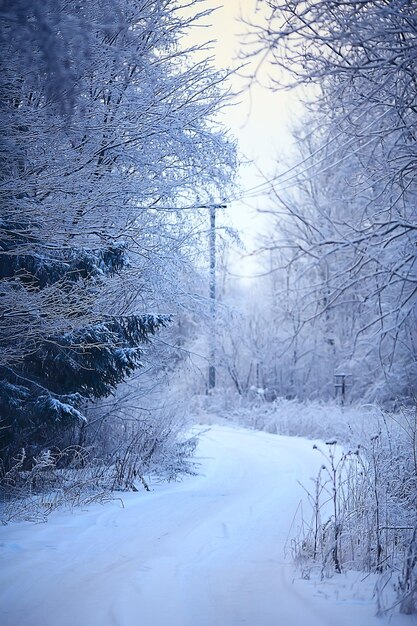 paesaggio forestale invernale coperto di neve, dicembre natale natura sfondo bianco