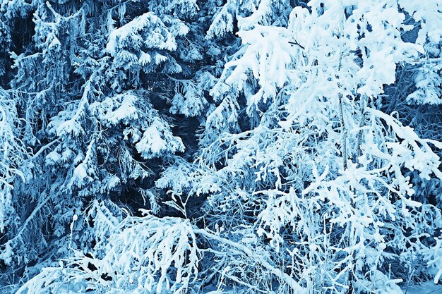 paesaggio forestale invernale coperto di neve, dicembre natale natura sfondo bianco