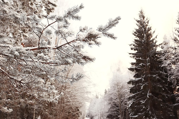 paesaggio forestale invernale coperto di neve, dicembre natale natura sfondo bianco