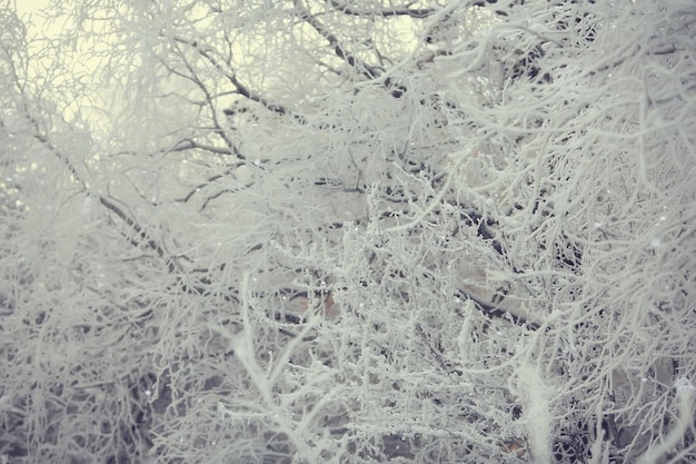 paesaggio forestale invernale coperto di neve, dicembre natale natura sfondo bianco