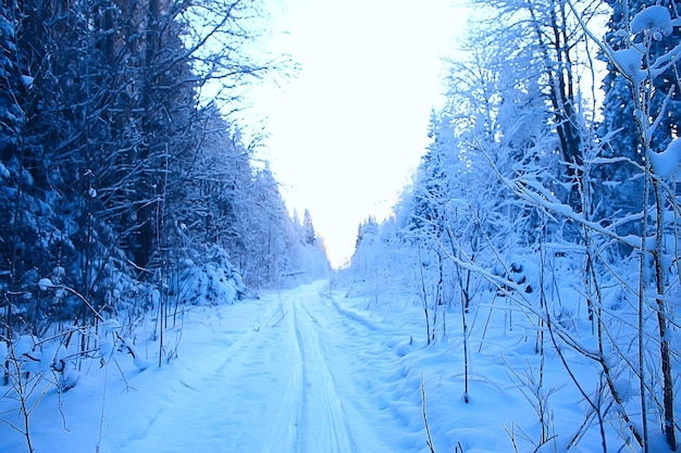 paesaggio forestale invernale coperto di neve, dicembre natale natura sfondo bianco