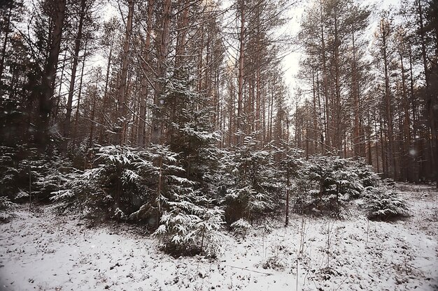 paesaggio forestale invernale coperto di neve, dicembre natale natura sfondo bianco