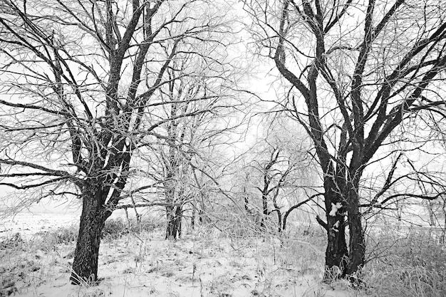 paesaggio forestale invernale coperto di neve, dicembre natale natura sfondo bianco