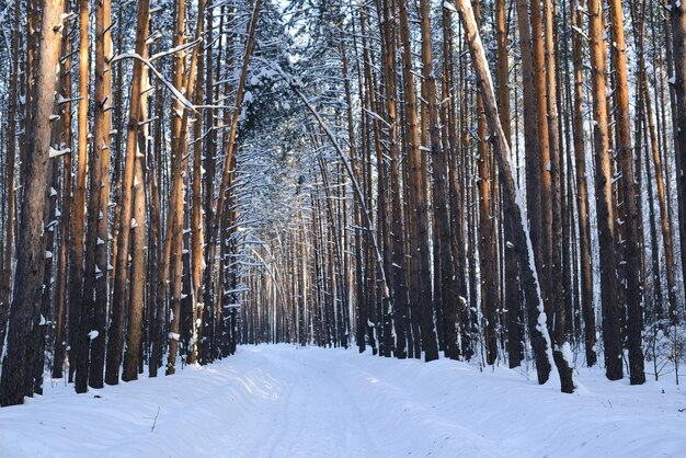 Paesaggio forestale invernale pineta innevata bellissimo vicolo forestale nella neve