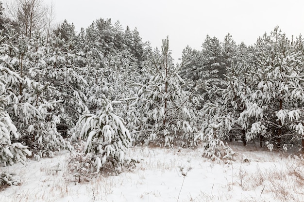 paesaggio forestale invernale