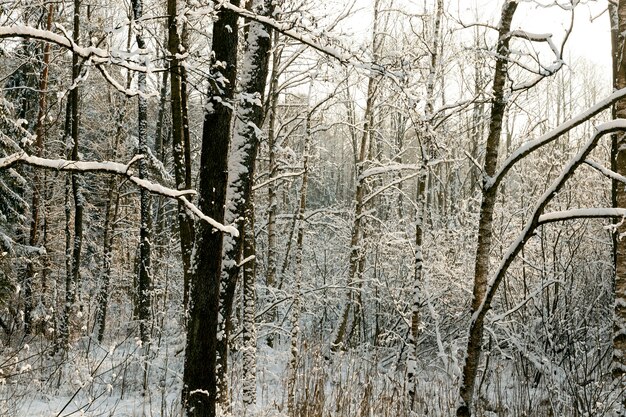 paesaggio forestale invernale