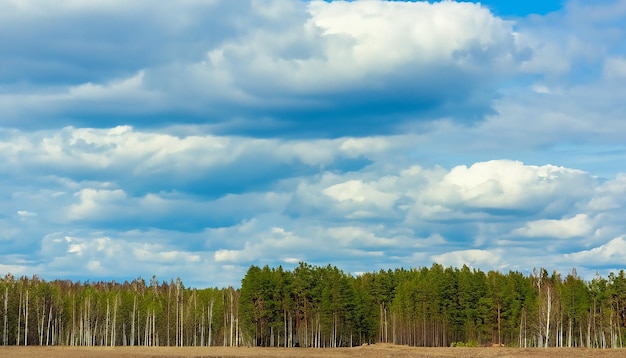 Paesaggio forestale naturale primaverile con cielo nuvoloso Russia Focus selettivo