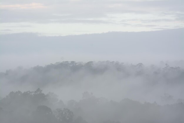 Paesaggio forestale nella nebbia