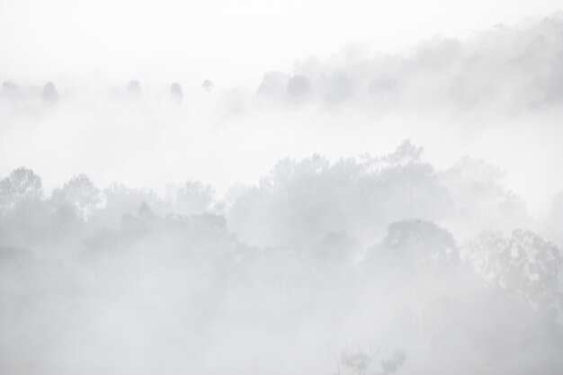 Paesaggio forestale nella nebbia
