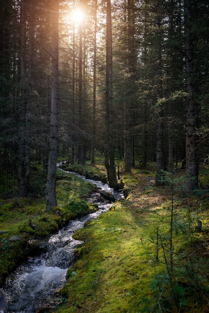 Paesaggio forestale nelle prime ore del mattino di sole