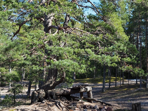 Paesaggio forestale Pineta yu sabbia e cielo blu Regione di Leningrado Russia