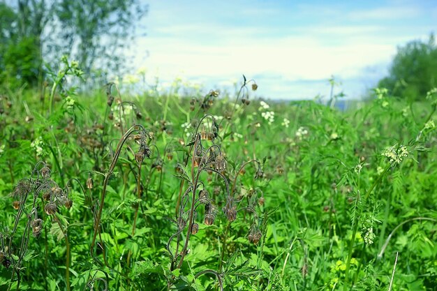 paesaggio forestale primaverile stagionale / sfondo verde alberi nella foresta, fresco paesaggio primaverile soleggiato in natura, concetto di eco