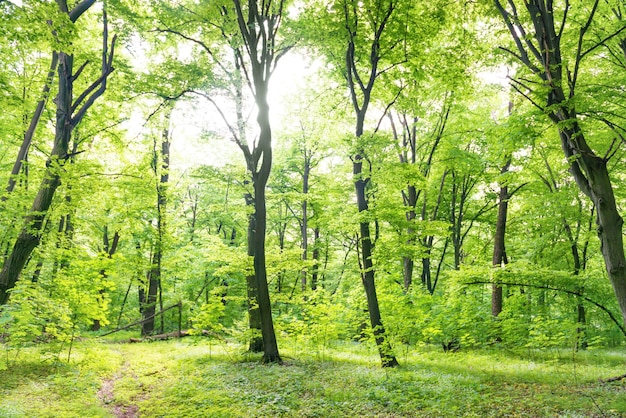 Paesaggio forestale verde con alberi e luce solare che attraversa le foglie