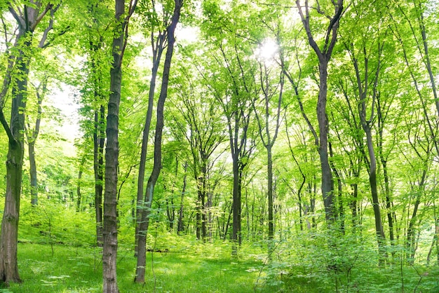 Paesaggio forestale verde con alberi e luce solare che attraversa le foglie