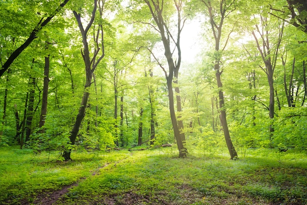 Paesaggio forestale verde con alberi e luce solare che attraversa le foglie