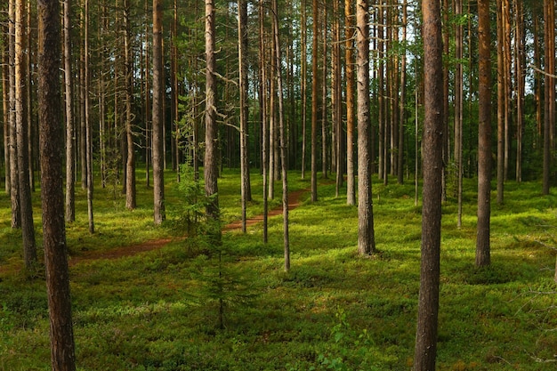 Paesaggio forestale vista di una foresta di pini boreali con un sentiero tra il muschio