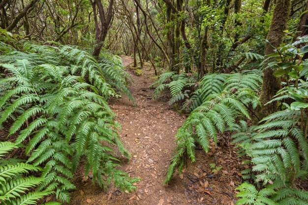 Paesaggio forestale