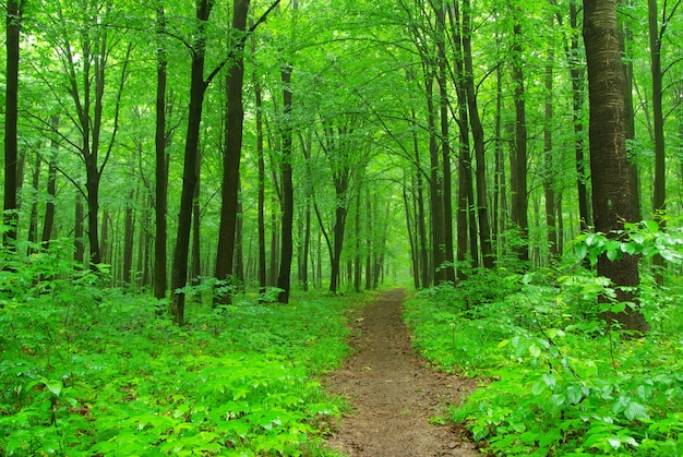 paesaggio forestale