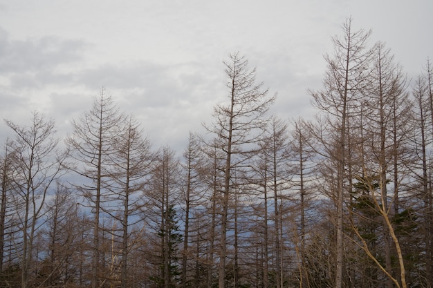 paesaggio, grande albero nella foresta