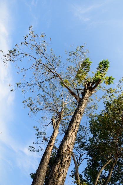 paesaggio, grande albero nella foresta