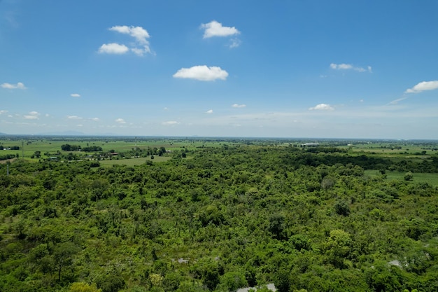 Paesaggio grande albero nella foresta