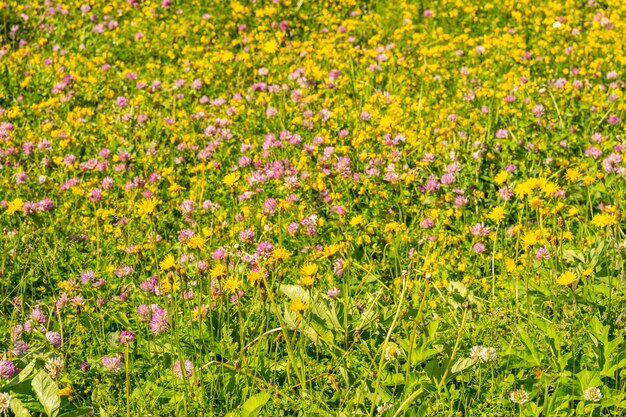 Paesaggio idilliaco con fiori di campo colorati nelle Alpi